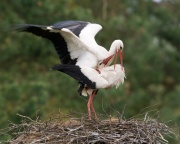 White Stork_ANL_7966
